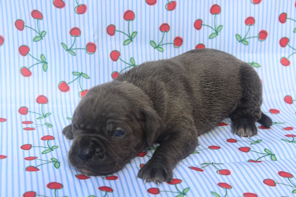 of caniland's dream - Chiots disponibles - Cane Corso
