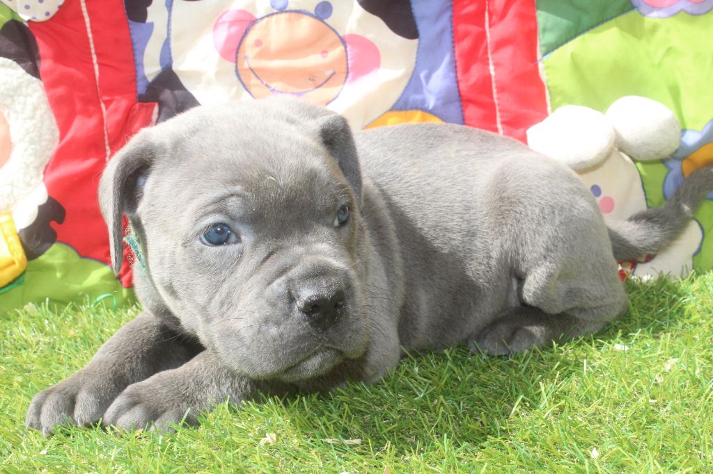 of caniland's dream - Chiots disponibles - Cane Corso