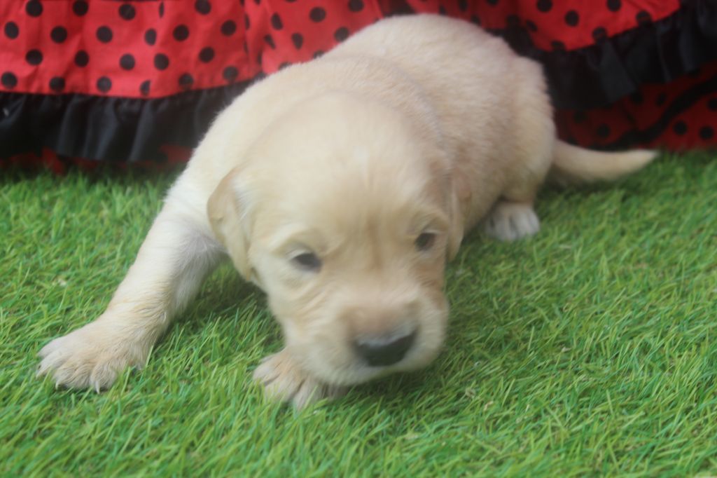 of caniland's dream - Chiots disponibles - Golden Retriever