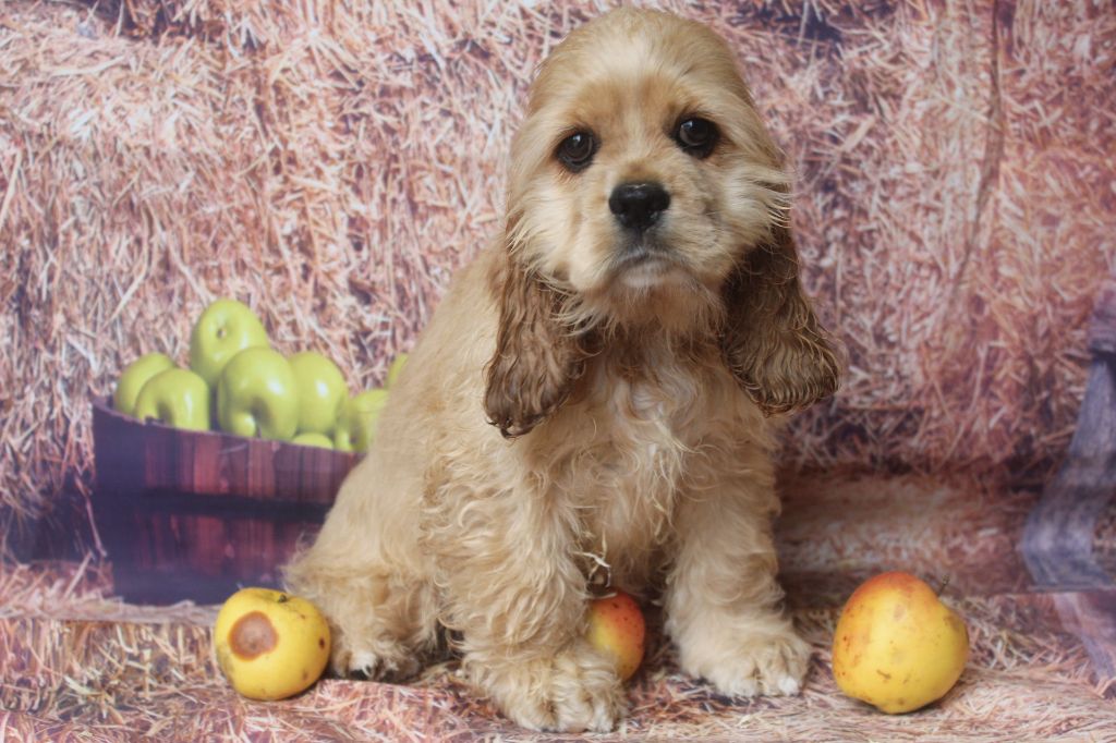 of caniland's dream - Chiots disponibles - American Cocker Spaniel