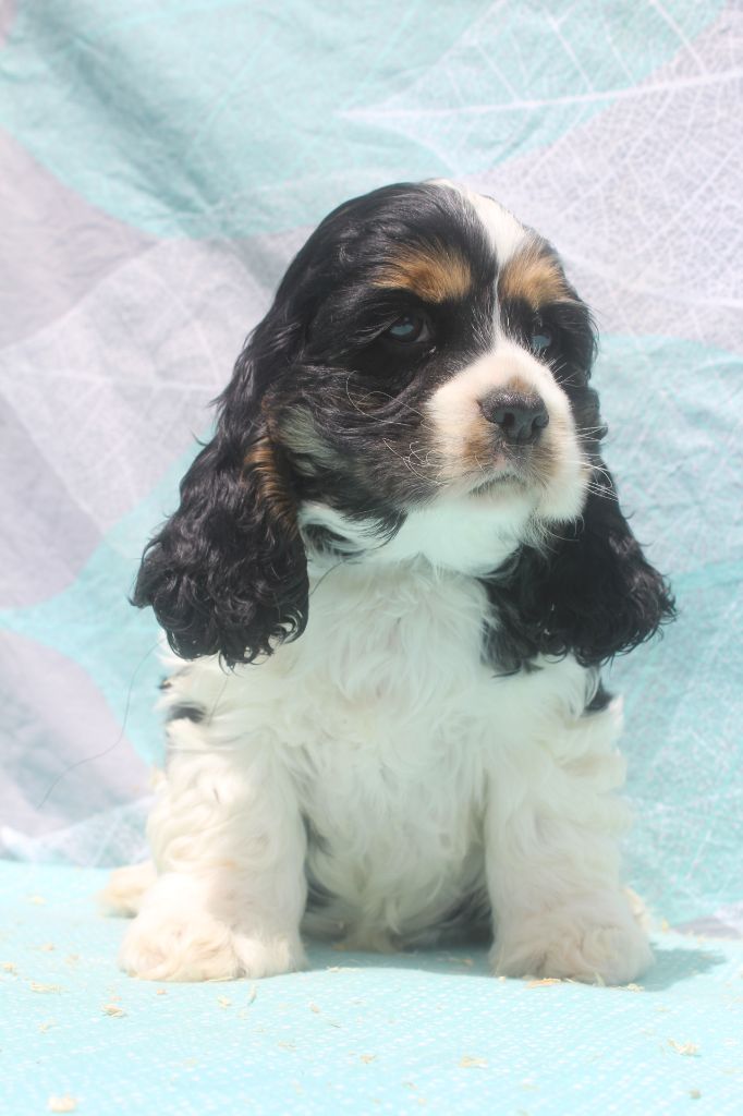of caniland's dream - Chiots disponibles - American Cocker Spaniel