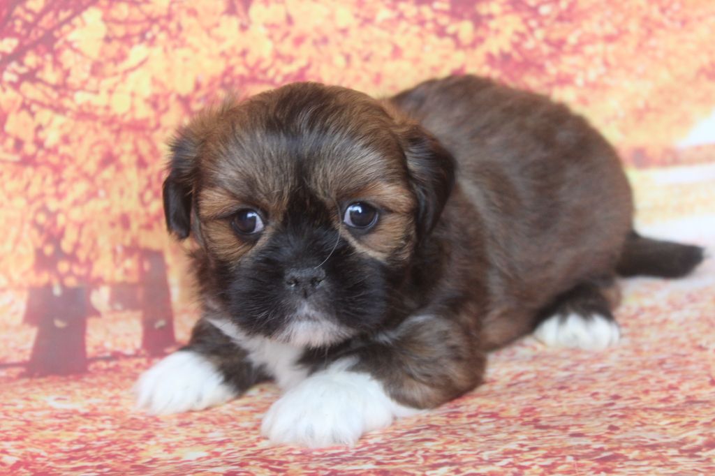 of caniland's dream - Chiots disponibles - Lhassa Apso