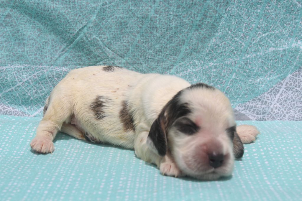 of caniland's dream - Chiots disponibles - Cocker Spaniel Anglais
