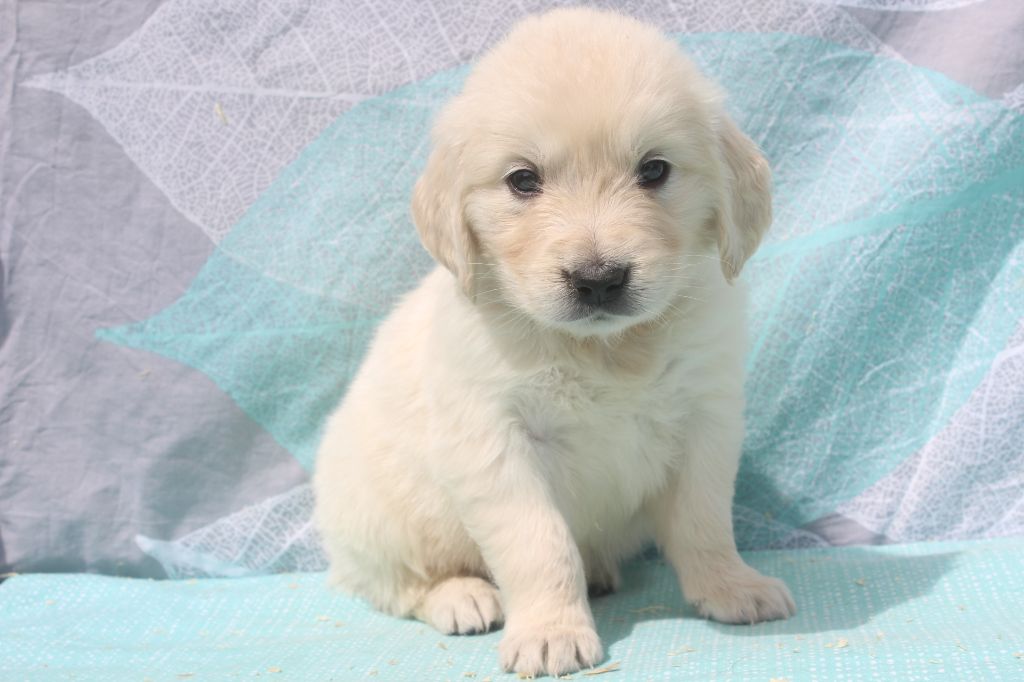 of caniland's dream - Chiots disponibles - Golden Retriever