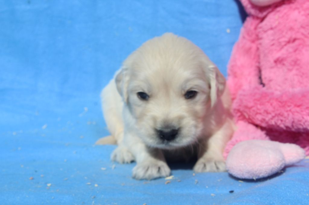of caniland's dream - Chiots disponibles - Golden Retriever