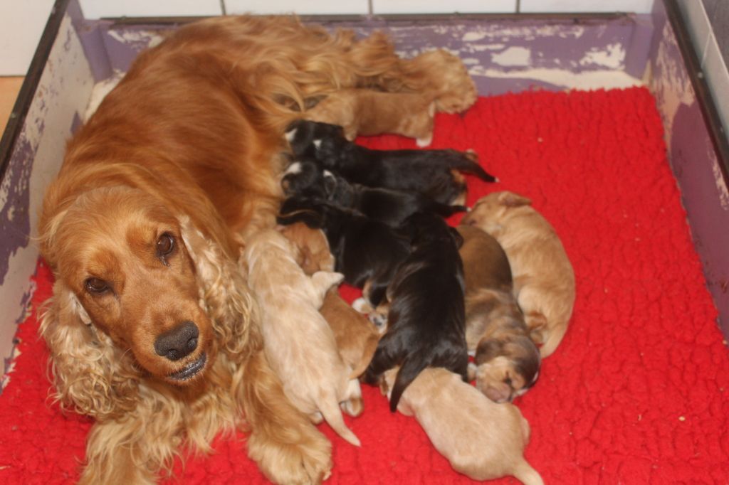 Chiot Cocker Spaniel Anglais of caniland's dream