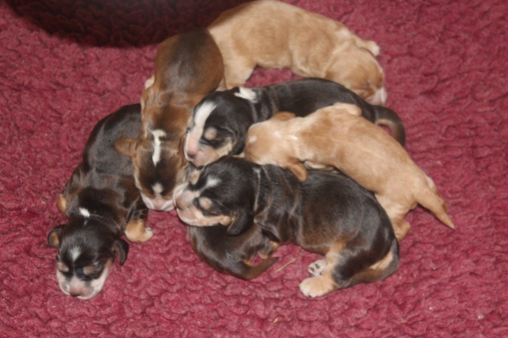 Chiot Cocker Spaniel Anglais of caniland's dream