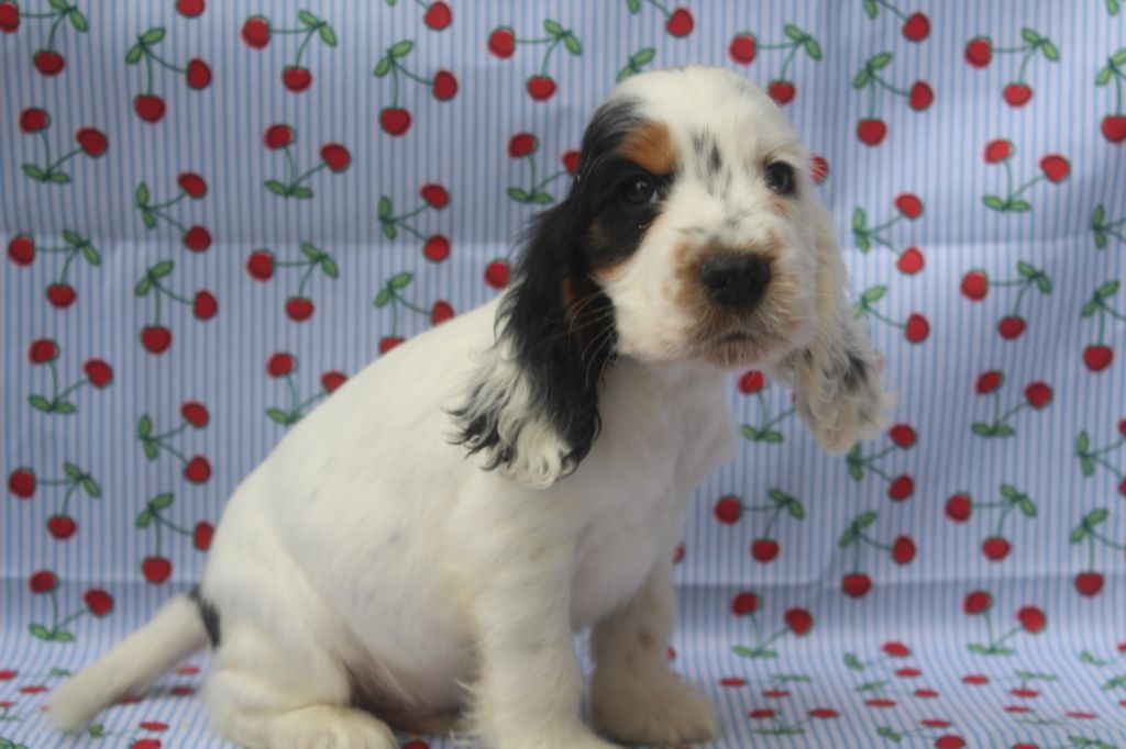 of caniland's dream - Chiots disponibles - Cocker Spaniel Anglais