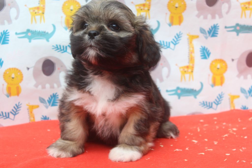 of caniland's dream - Chiots disponibles - Lhassa Apso