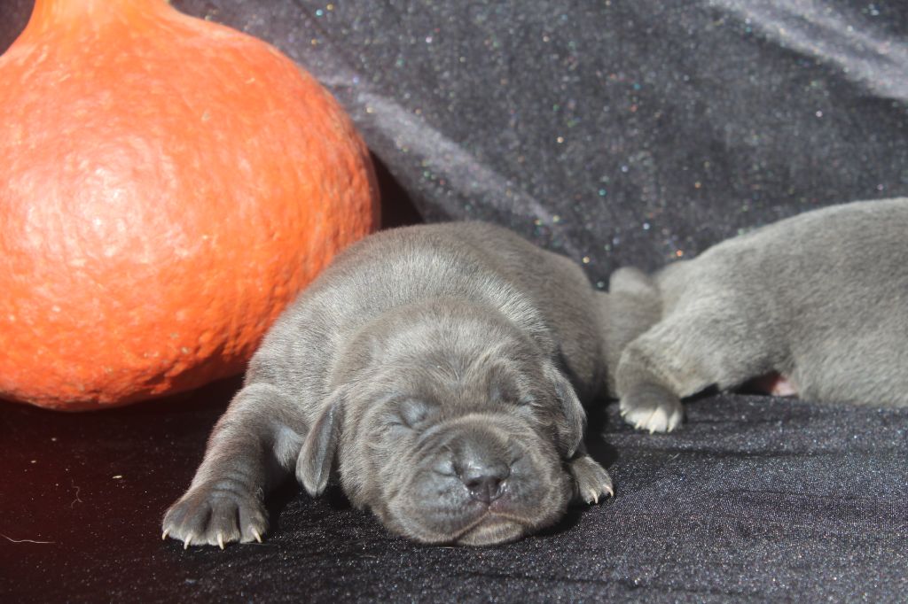 of caniland's dream - Chiots disponibles - Cane Corso