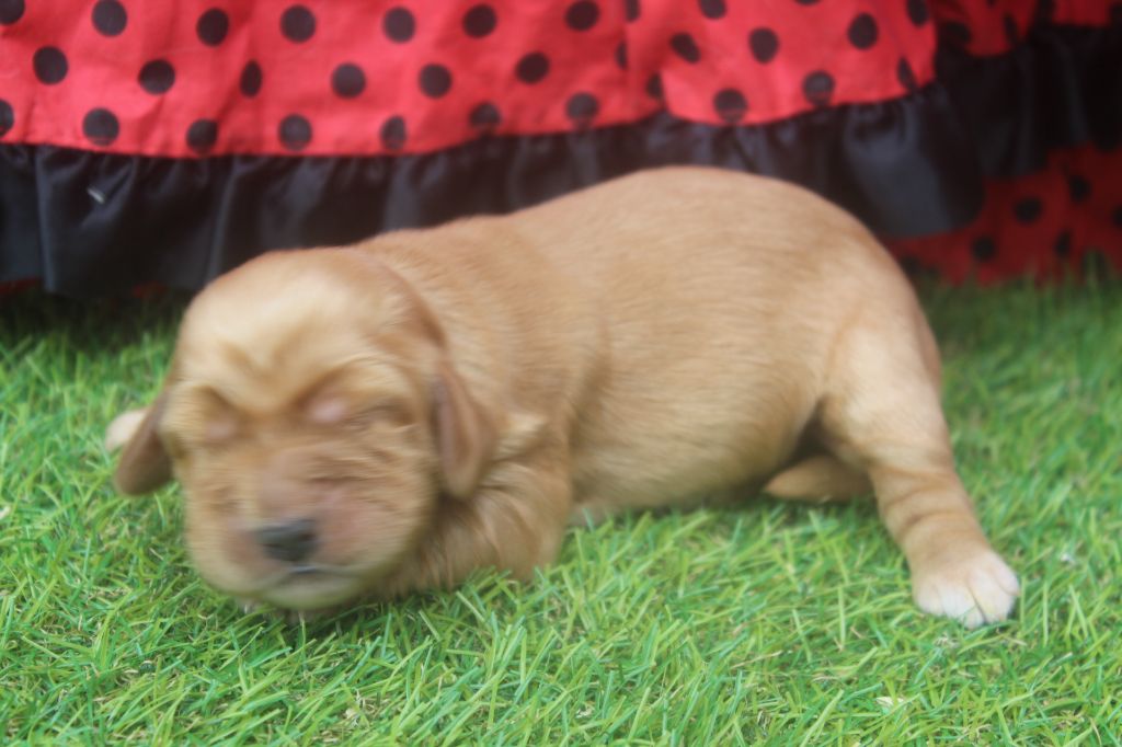 of caniland's dream - Chiots disponibles - Cocker Spaniel Anglais