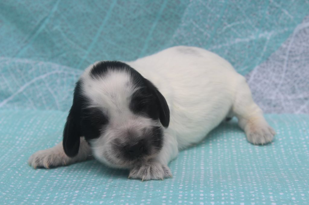of caniland's dream - Chiots disponibles - Cocker Spaniel Anglais