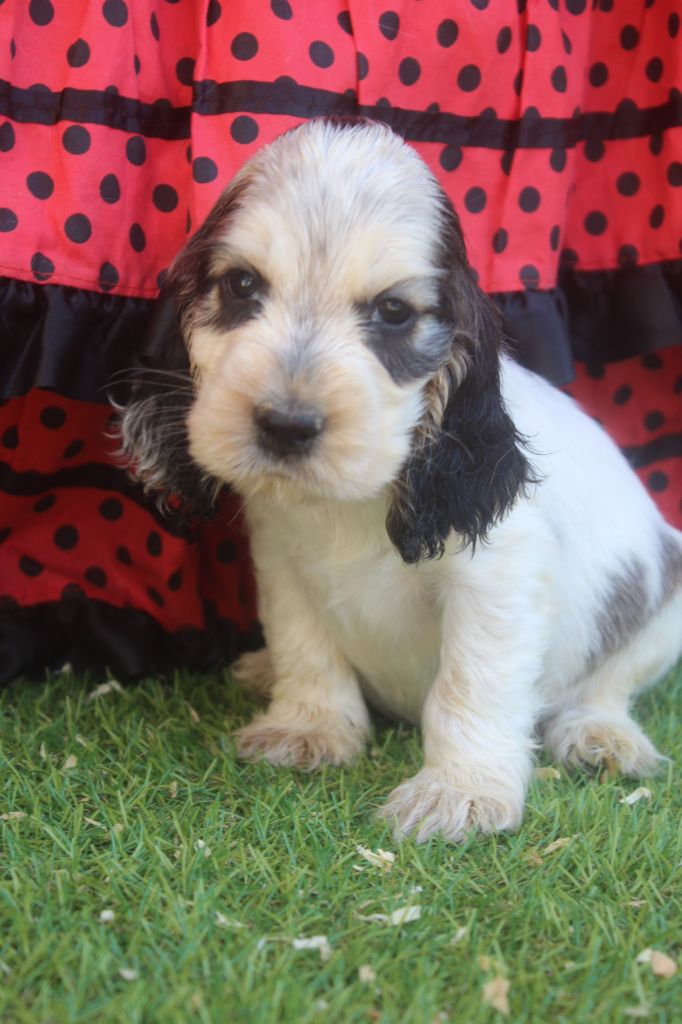 of caniland's dream - Chiots disponibles - Cocker Spaniel Anglais
