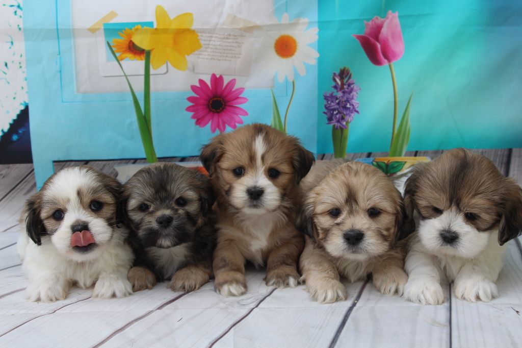 Chiot Lhassa Apso of caniland's dream