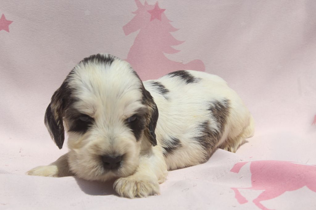 of caniland's dream - Chiots disponibles - Cocker Spaniel Anglais