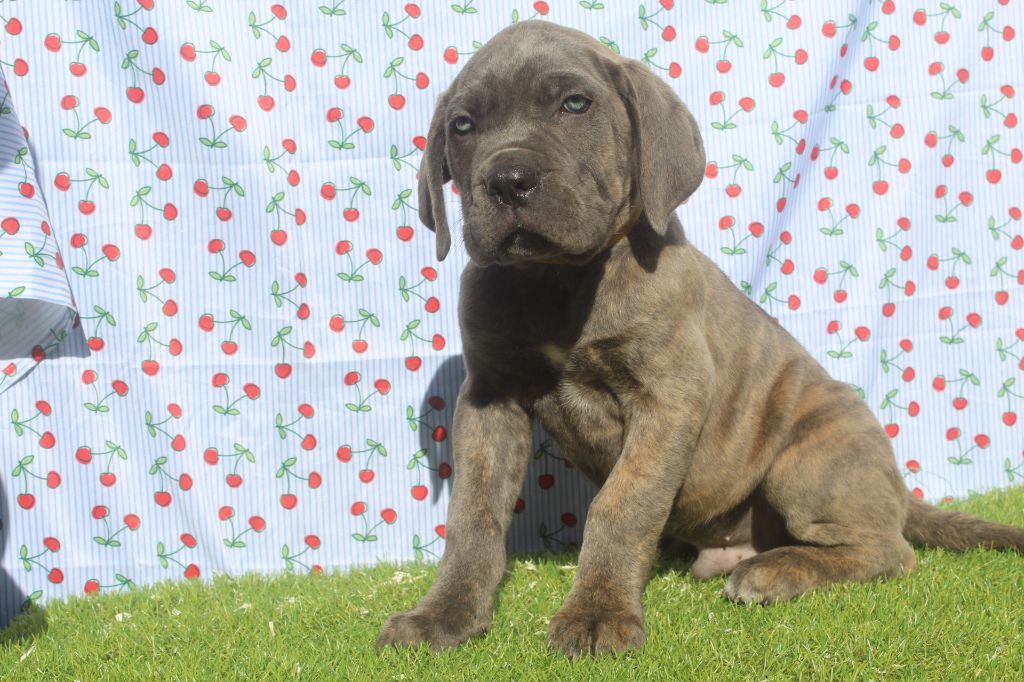 of caniland's dream - Chiots disponibles - Cane Corso