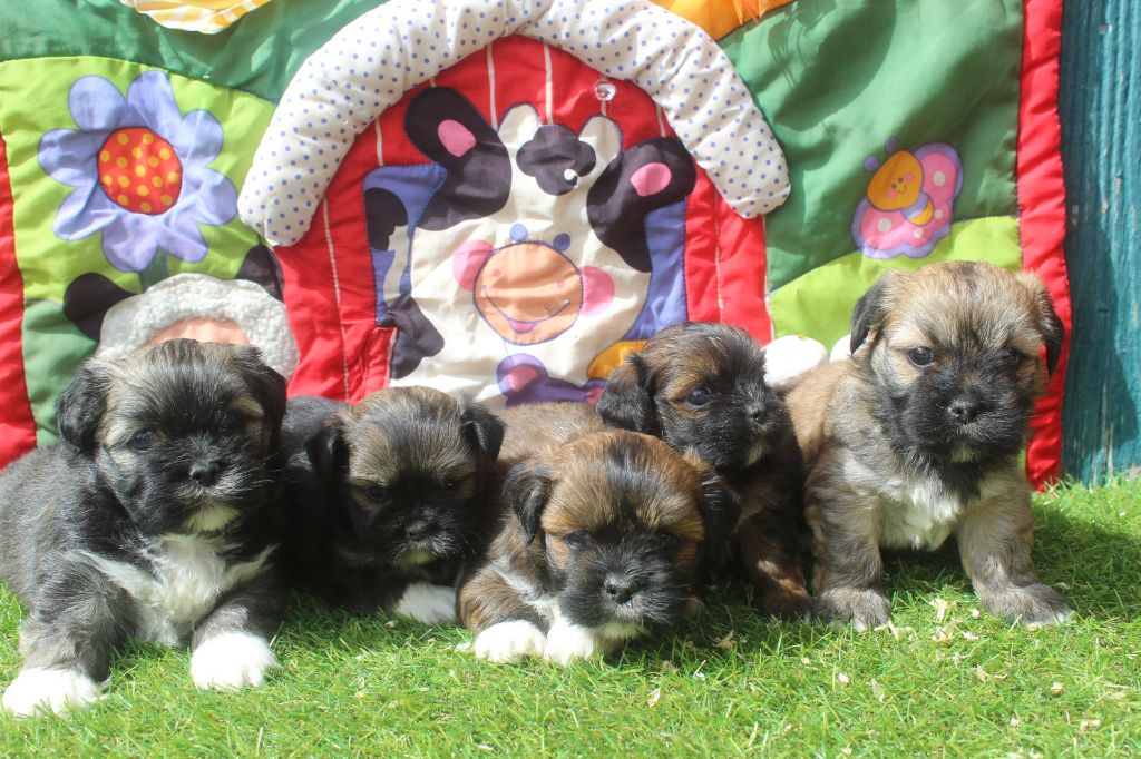 Chiot Lhassa Apso of caniland's dream