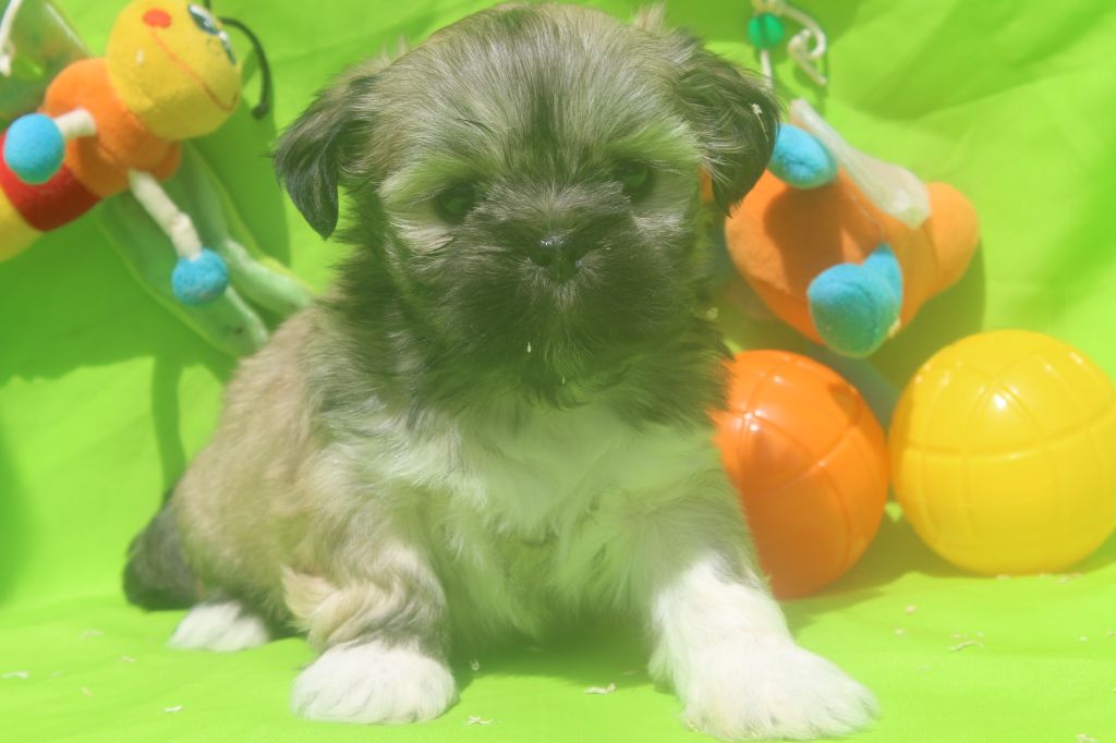 of caniland's dream - Chiots disponibles - Lhassa Apso