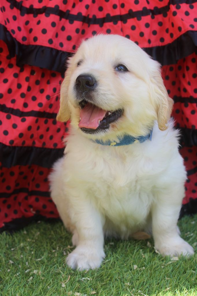 of caniland's dream - Chiots disponibles - Golden Retriever