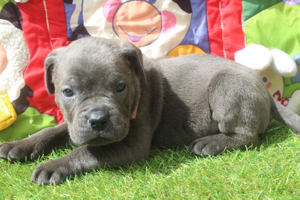 of caniland's dream - Chiots disponibles - Cane Corso