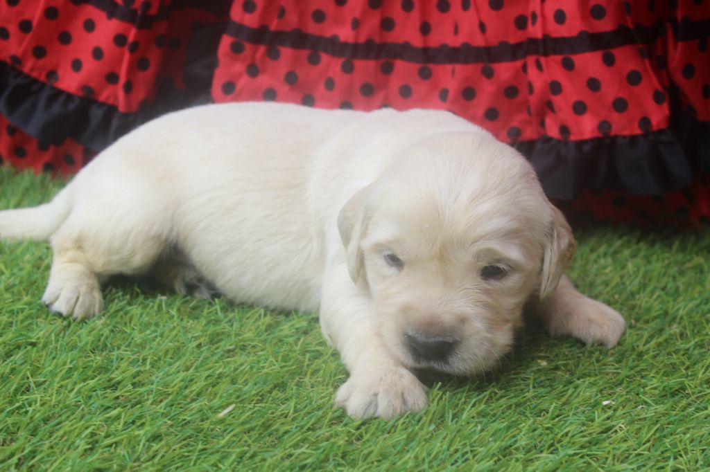 of caniland's dream - Chiots disponibles - Golden Retriever