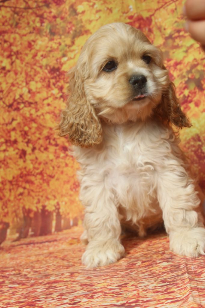 of caniland's dream - Chiots disponibles - American Cocker Spaniel