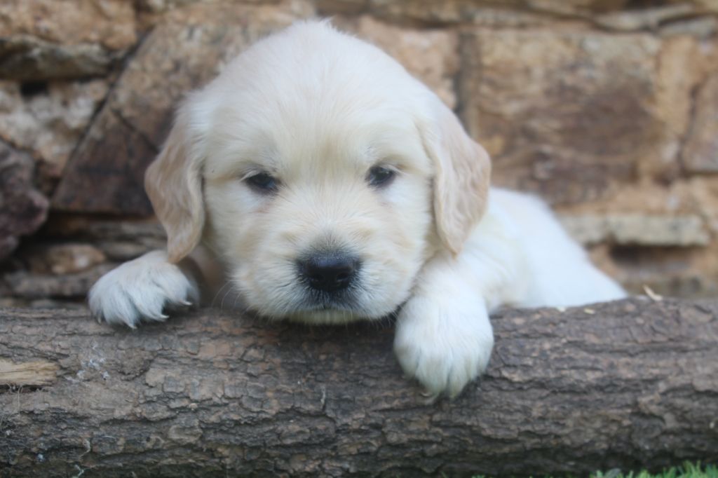 of caniland's dream - Chiots disponibles - Golden Retriever