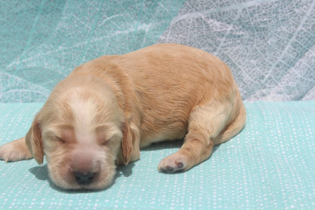 of caniland's dream - Chiots disponibles - Cocker Spaniel Anglais