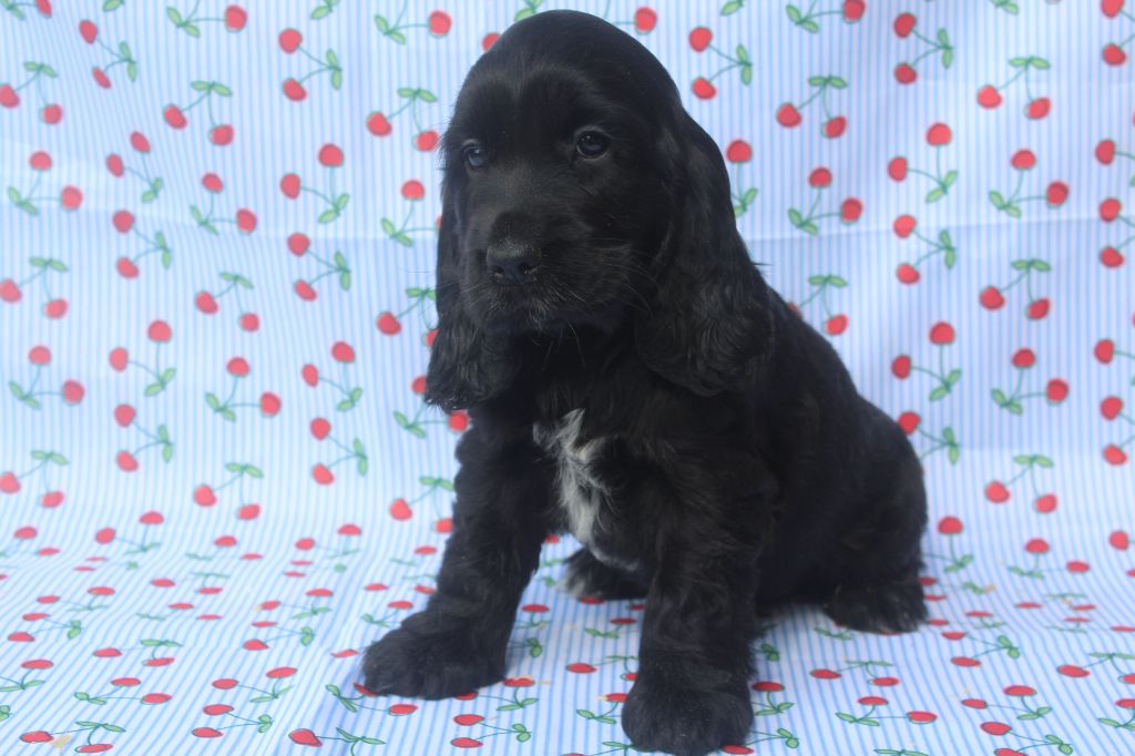 of caniland's dream - Chiots disponibles - Cocker Spaniel Anglais
