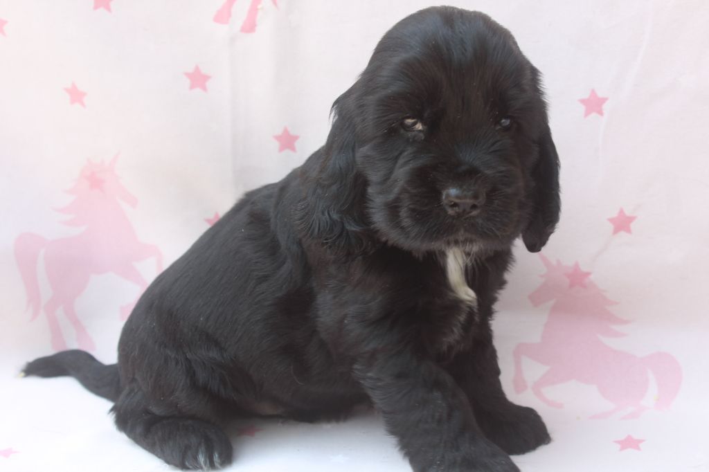 of caniland's dream - Chiots disponibles - Cocker Spaniel Anglais