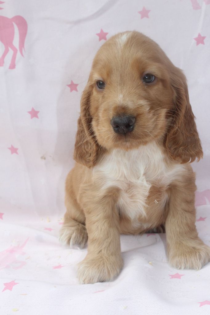 of caniland's dream - Chiots disponibles - Cocker Spaniel Anglais