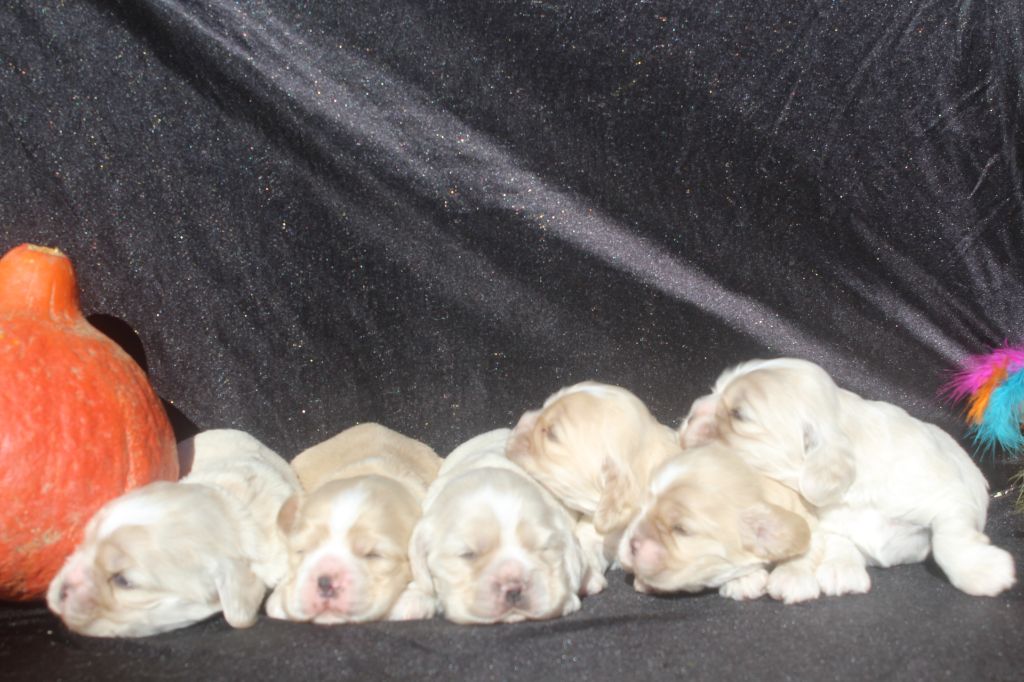 Chiot American Cocker Spaniel of caniland's dream