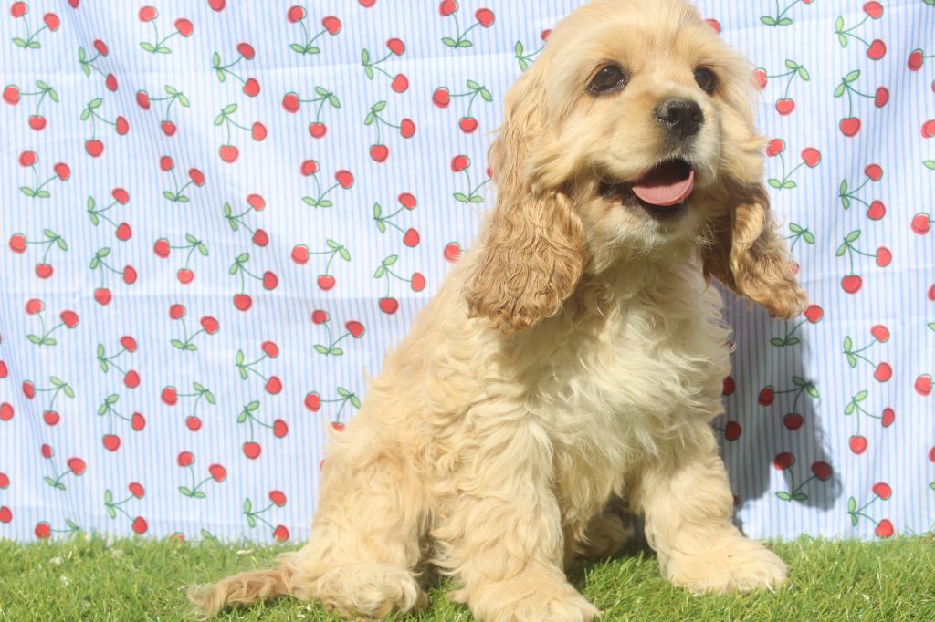 of caniland's dream - Chiots disponibles - American Cocker Spaniel