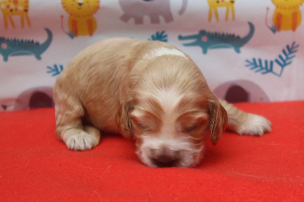 of caniland's dream - Chiots disponibles - Cocker Spaniel Anglais