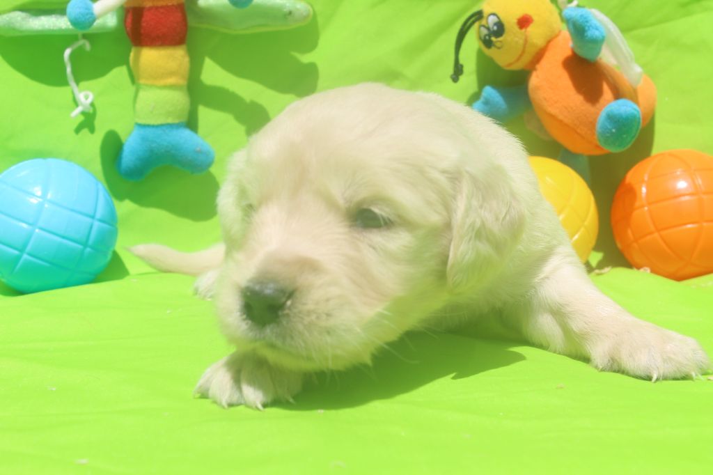 of caniland's dream - Chiots disponibles - Golden Retriever