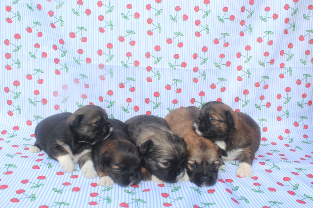 Chiot Lhassa Apso of caniland's dream