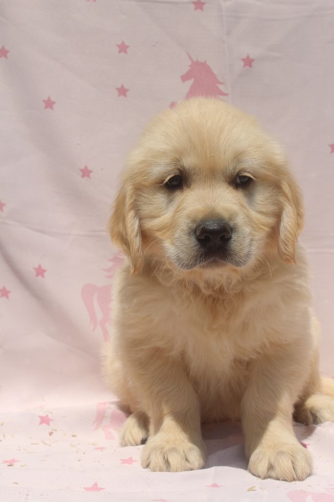 of caniland's dream - Chiots disponibles - Golden Retriever