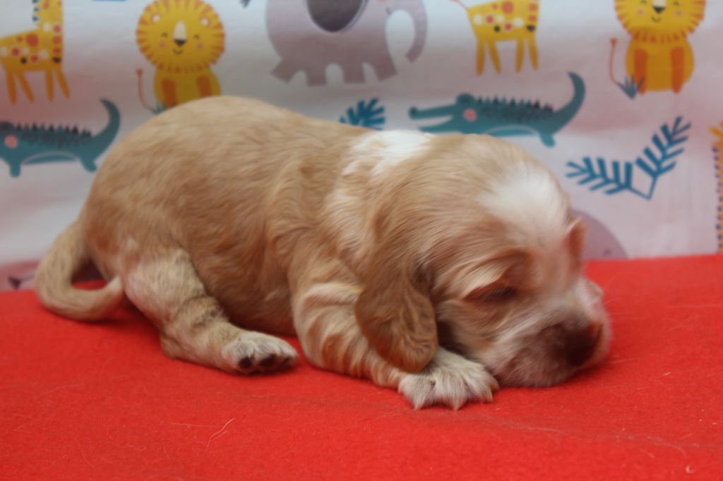 of caniland's dream - Chiots disponibles - Cocker Spaniel Anglais