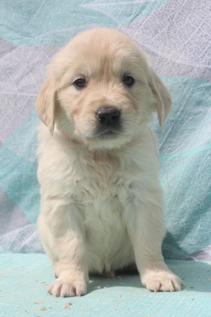 of caniland's dream - Chiots disponibles - Golden Retriever