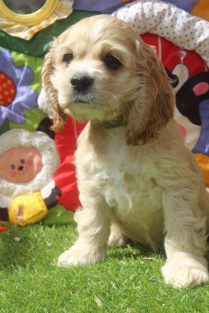 of caniland's dream - Chiots disponibles - American Cocker Spaniel