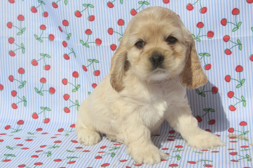 of caniland's dream - Chiots disponibles - American Cocker Spaniel