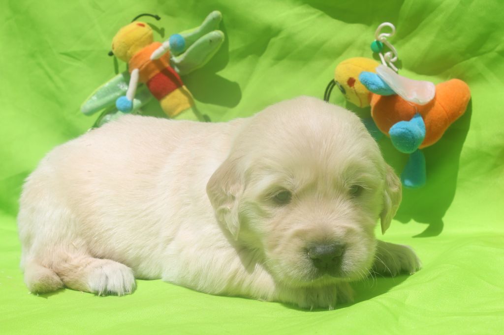 of caniland's dream - Chiots disponibles - Golden Retriever