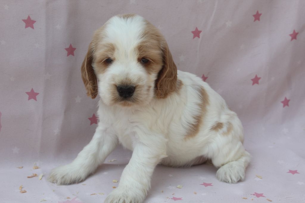 of caniland's dream - Chiots disponibles - Cocker Spaniel Anglais