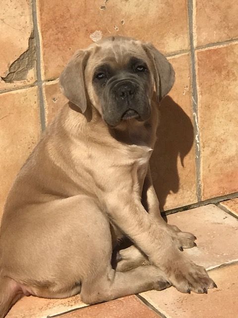 Chiot Cane Corso of caniland's dream