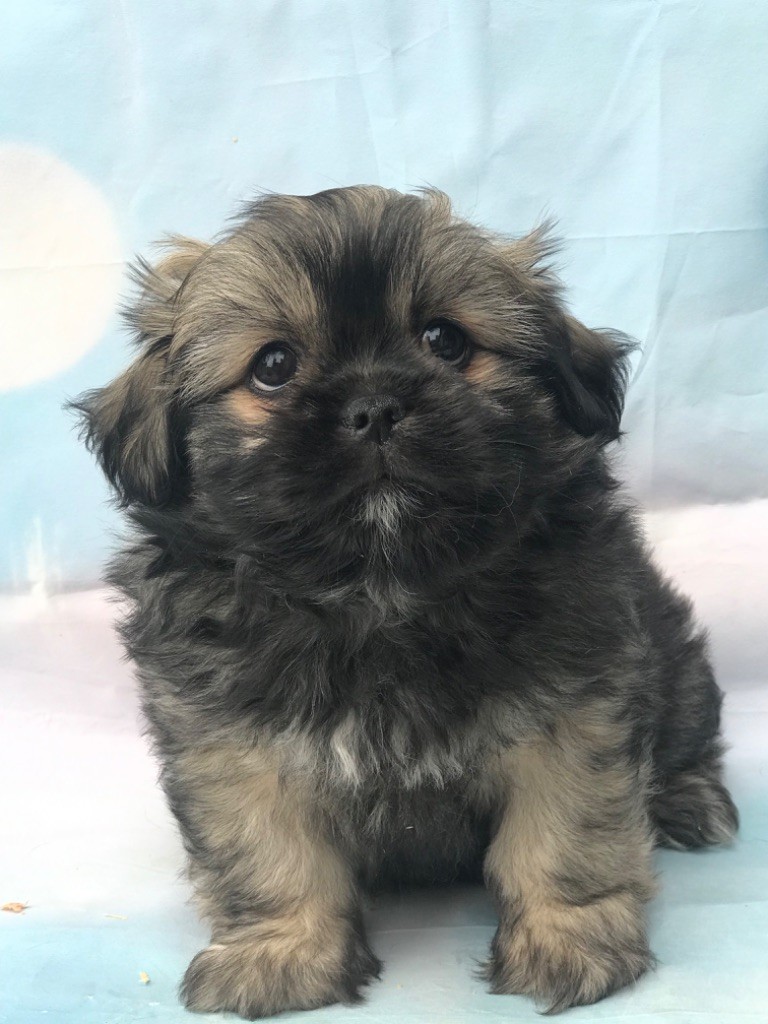 of caniland's dream - Chiots disponibles - Lhassa Apso