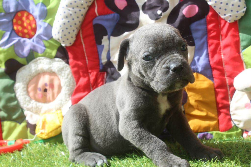 of caniland's dream - Chiots disponibles - Cane Corso