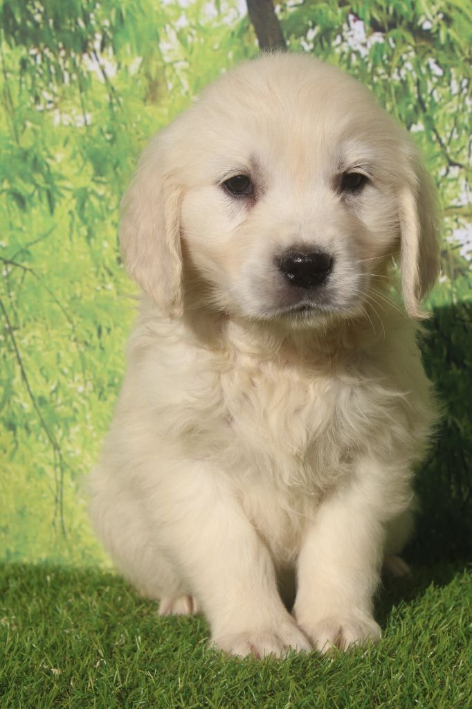 of caniland's dream - Chiots disponibles - Golden Retriever