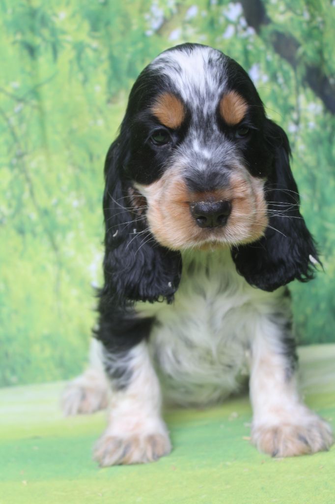 of caniland's dream - Chiots disponibles - Cocker Spaniel Anglais