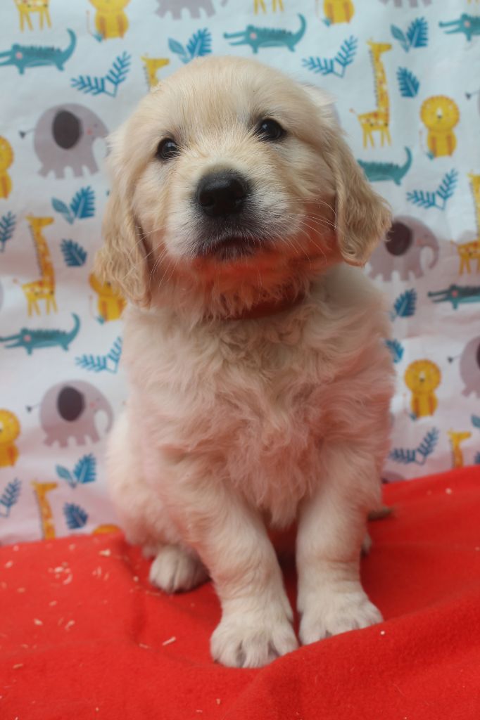 of caniland's dream - Chiots disponibles - Golden Retriever