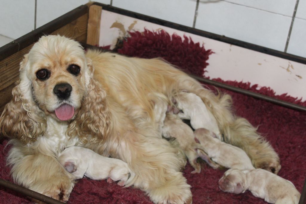 Chiot American Cocker Spaniel of caniland's dream